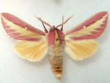 Leucophlebia afra